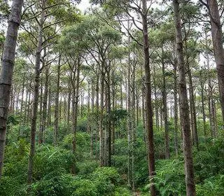 silvicultura no nordeste