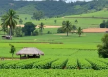 custos de produção agrícola