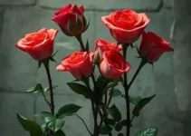 Duas Rosas