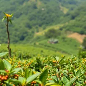 café conilon