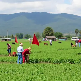 Sindicato dos Produtores Rurais de Eunápolis