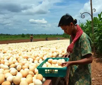 produção de ovos